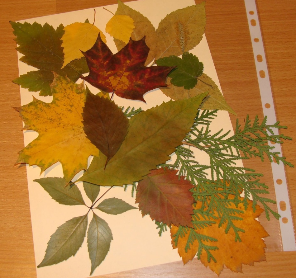 Поделки из кленовых листьев-идеи какие осенние поделки можно сделать своими руками из кленовых листьев