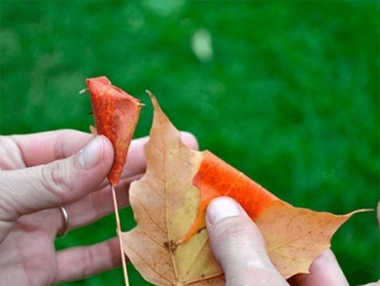 Интересные и красивые поделки из осенних листьев в садик и школу osennie podelki iz listev 63