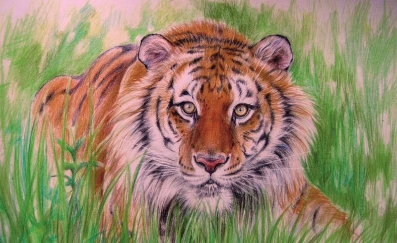 Как нарисовать стоящего мультяшного тигра